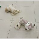 일산애견호텔 강아지 유치원 미용 맘바이 일산점 이미지