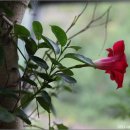 허브 식물과 향기의 이용 이미지