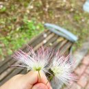 충현초등학교 | [경기 광명] 아침 산책과 이케아 50% 세일로 레스토랑 이용하기
