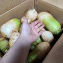 단단해서 맛있는 겨울 천수무(동치미무)-땅끝해남집님 이미지