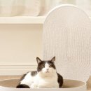 올데이펫 이미지