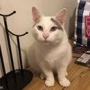 아트펫 갤러리 이미지