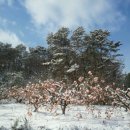 장성마을 건너 이미지