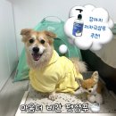 아주다남병원 | 강아지샴푸 추천 : 웰시코기믹스 몽실이의 마음더 저자극 애견샴푸