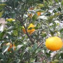 관악농협하나로마트 보라매점 이미지