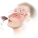 아로마테라피에스테틱 이미지