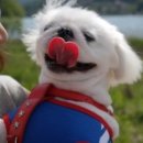 원더플독 이미지