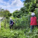 국도13호선 가로수 이미지