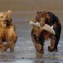 오로지연어랑 이미지