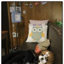 신촌동물병원 이미지