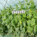 천일농장 이미지