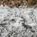 우박이네 이미지