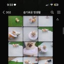 슬기로운멍생활 이미지