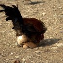 꼬꼬스토리 이미지