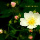 꽃백숙