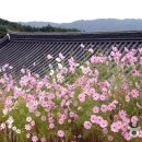 심청과