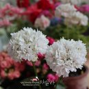 공굴러 가유 이미지