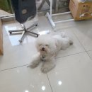 쭈스타일 이미지