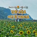 복지낚시터 | 강화 교동 여행 | 짧은 시간에 다 둘러보기 아쉬웠던 곳 (해바라기 정원&amp;대룡시장)