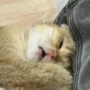 캣카페 낭만고양이 이미지