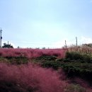 돌머리 696 이미지