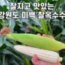 강원도햇찰옥수수
