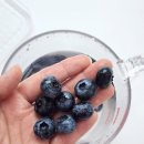 블루베리 | 제주 무농약 블루베리 후기, 생블루베리 세척 보관 방법까지