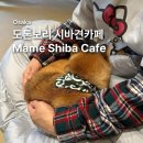 견바라기 | 오사카 도톤보리 시바견 카페 마메시바카페 Mame Shiba Cafe 찐후기