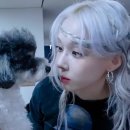 강아지 꼬순내 이미지