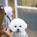 머피애견 이미지