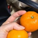 제주감귤농업협동조합 농산물산지유통센터(1유통) | 제주 노지 감귤 5kg 10kg 산지직송 후기｜제주 애월 감귤보따리