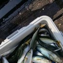 칼치랑고등어랑 이미지