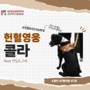 경북대학교 수의과대학 부속동물병원 | 경북대학교 동물병원 헌혈영웅 '콜라'를 소개합니다!