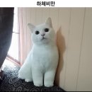 바지👖위시 _바지에 진심인 하비의 실패후기까지 (조이드비비에,셀리앤리옹,더위시,ribbonbit,리본빛...