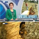 신용얼음
