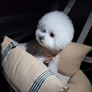 킨더퍼피 이미지