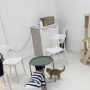 별다방 야옹이 이미지