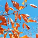 로그캐빈다래 이미지