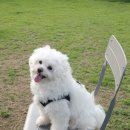 광미 | [강화도 카페] 반려견 동반 가능한 '광미산' 방문 후기 (메뉴, 분위기)