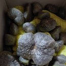 다영농장 이미지