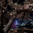 이마트24 온천벚꽃점 이미지