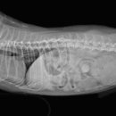 Dr.윤24시동물병원 이미지