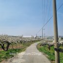 왕지4길 | 성환 왕지4길 배꽃길 후기 , 눈물의 여왕 촬영지 천안 꽃놀이 천안 성환 배꽃 개화시기, 왕지4길 드라마...