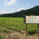 황기농장 이미지