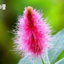 [26편 꼬리풀]꼬리풀의 꽃말은 달성, 세상에 첫선을 보이는 야생화이야기 26편,한국의야생화,끈적쥐꼬리풀, 봉래꼬리풀, 부산꼬리풀, 여 이미지