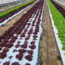 더드림팜 이미지