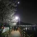 광교저수지 야간 벚꽃 구경 - 2013. 4. 24 이미지