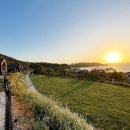 굿나잇도그 이미지