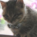 짱구야 놀자 이미지