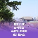 기흥레스피아 축구장화장실 | [용인여행] 산책 명소 구갈레스피아에 봄이 왔어요!